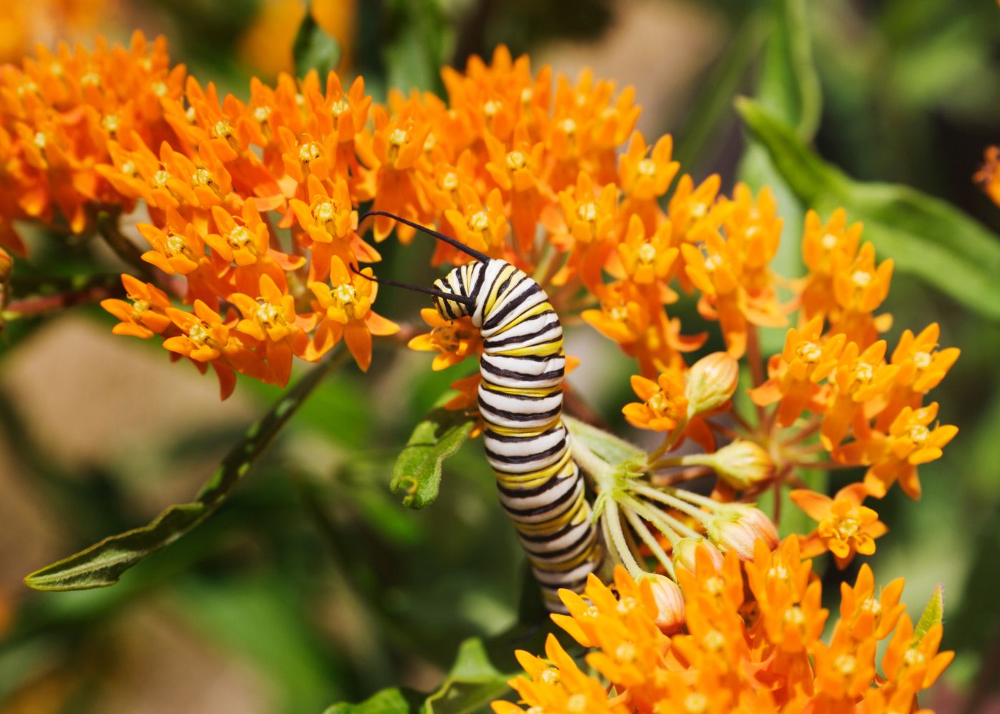Monarch caterpillar feeding on orange milkweed (butterfly weed) foliage