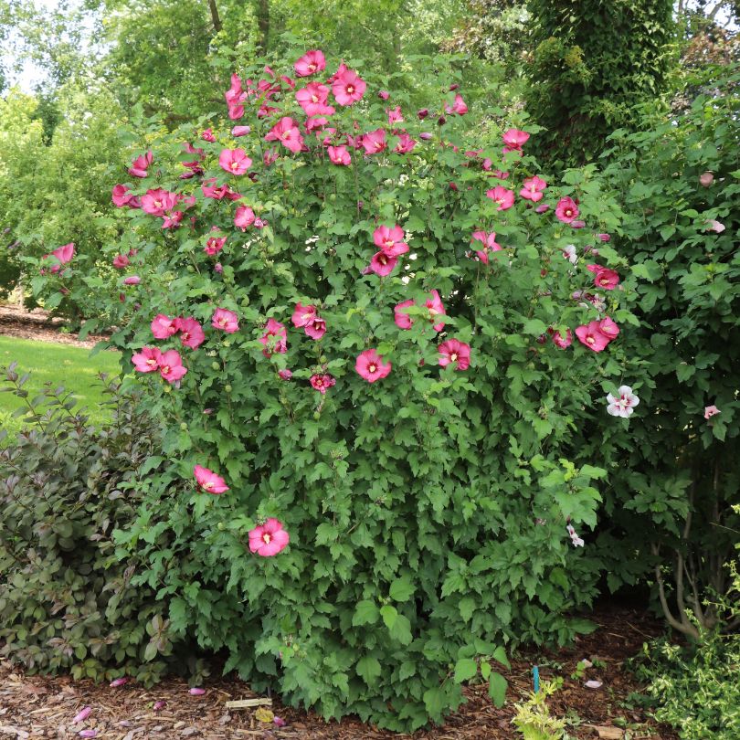 Paraplu® Red Rose of Sharon with dark pink-to-light red flowers and green leaves in a garden setting
