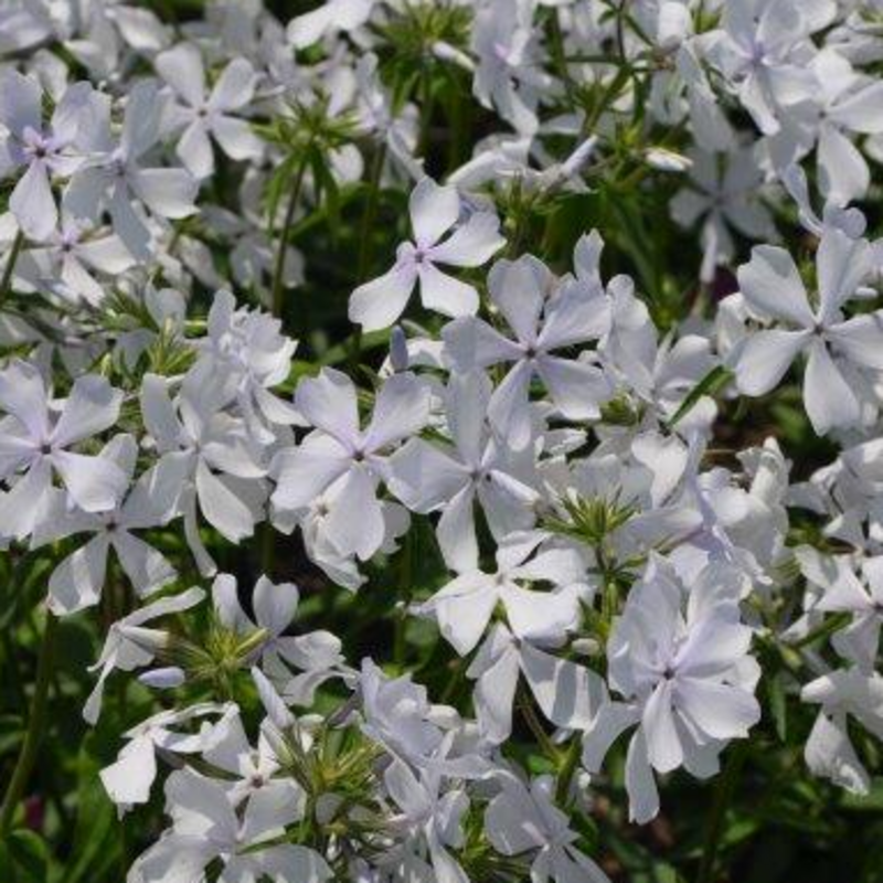 'May Breeze' Woodland Phlox - Thumbnail 2