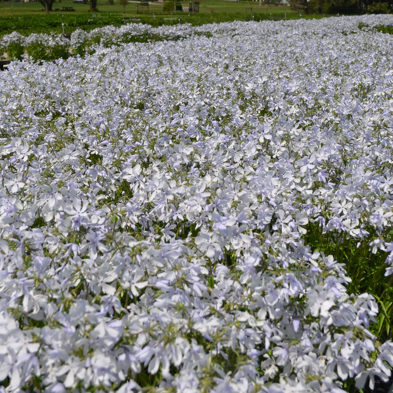Field of 'May Breeze' Woodland Phlox