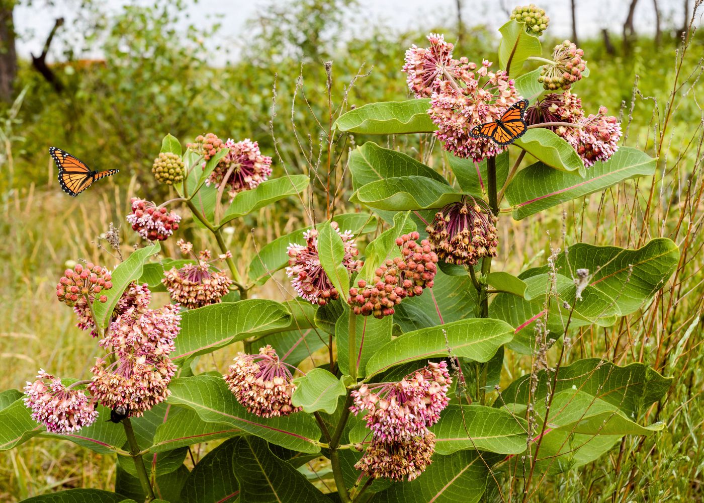 Pink milkweed plant with Monarch butterflies in a field