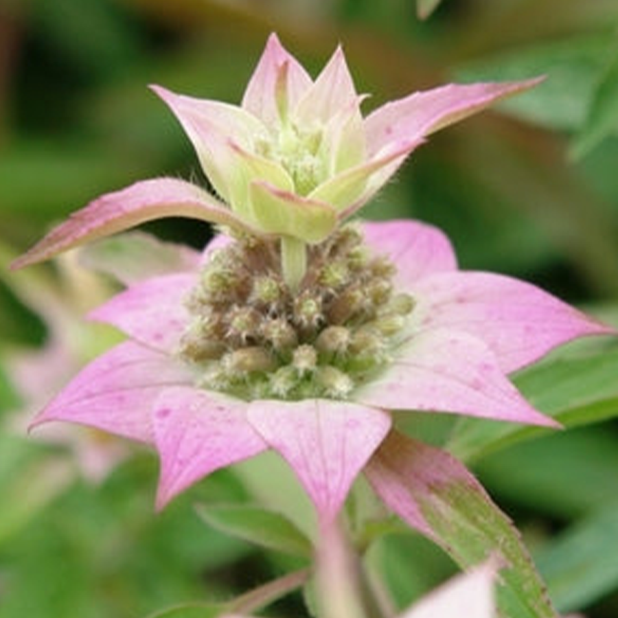 Spotted bee balm flowers