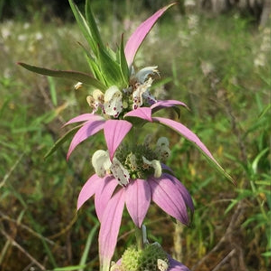 Pink spotted bee balm flowers