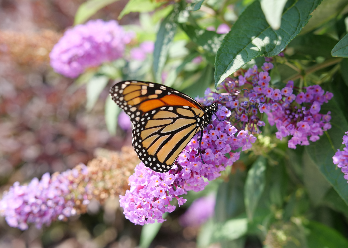 Monarch butterfly feeding on nectar from butterfly bush plant