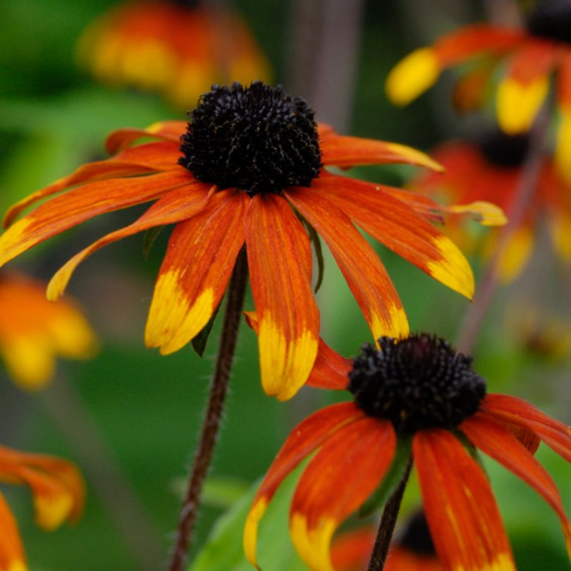 Prairie Glow' Brown-Eyed Susan - Rudbeckia triloba
