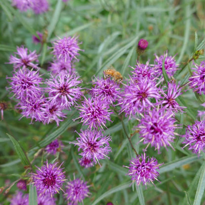Purple Vernonia flowers with a bee on a green background