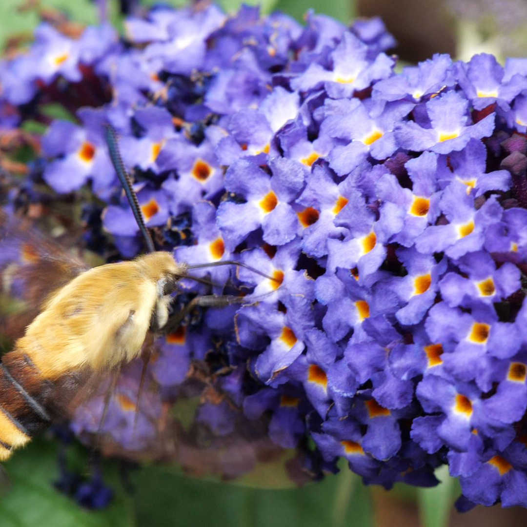 Buddleia Pugster Blue Butterfly Bush with lavish blue flowers attracting a hummingbird.