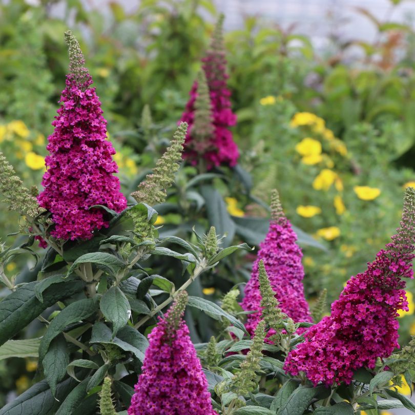 Large magenta pink flower panicles from butterfly bush