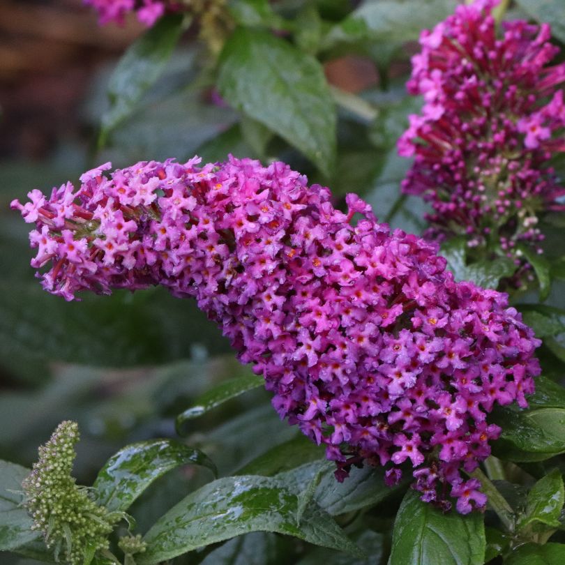 Close up image of pink butterfly bush florets