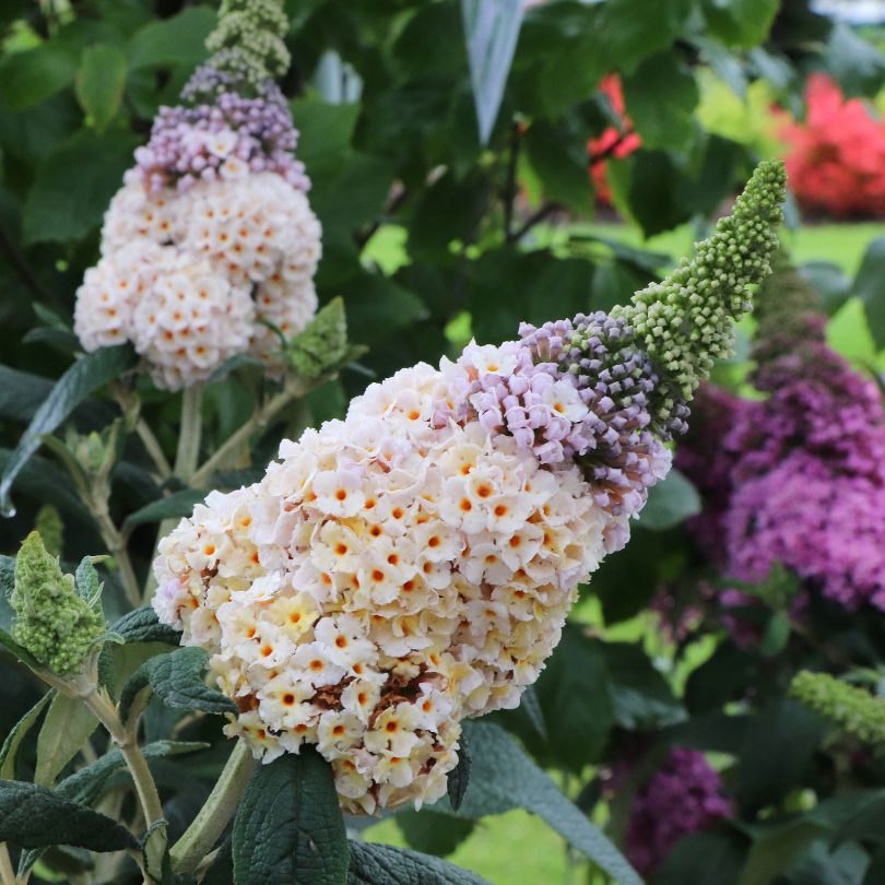 Buddleja flowers in white and purple with green leaves in the background