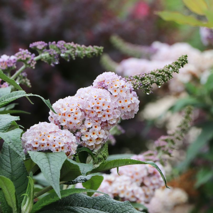 Close-up of Pugster Sorbet™ butterfly bush&