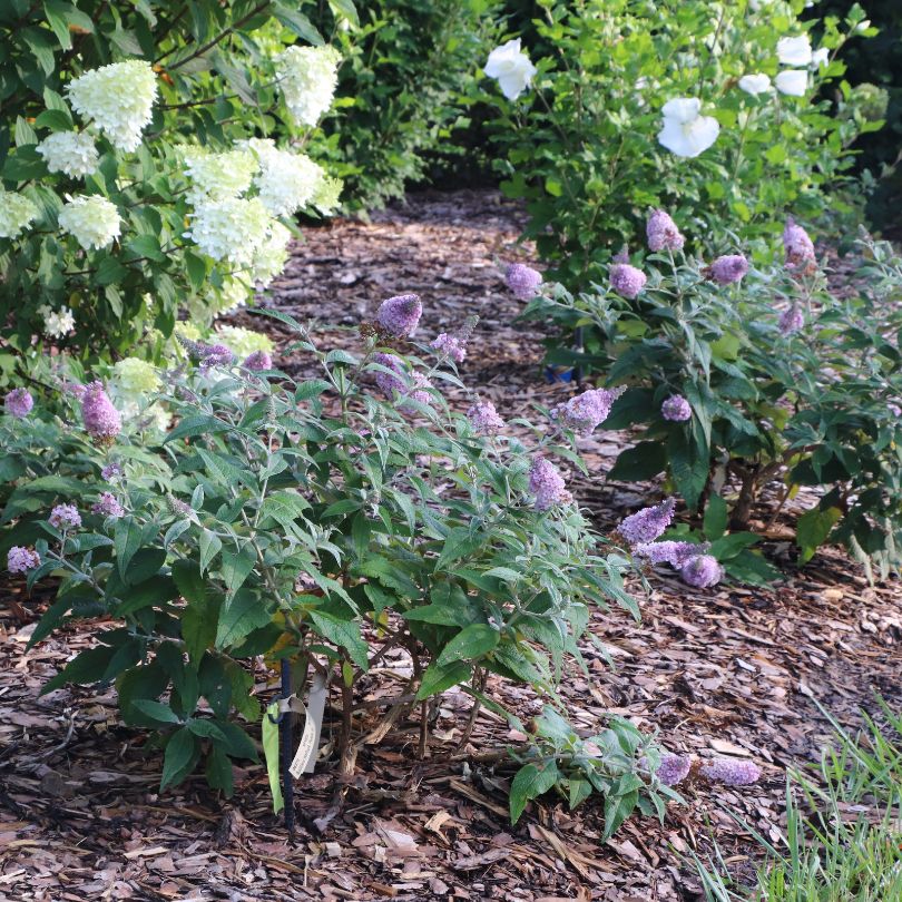 Pugster Sorbet™ butterfly bushes with purple flowers and green leaves in a garden setting