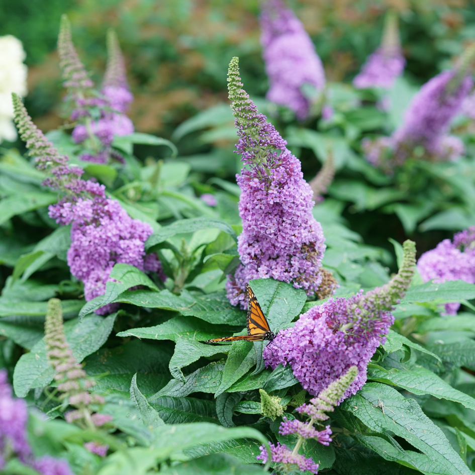 Pugster Amethyst butterfly bush covered in spiky purple flowers and Monarch butterflies