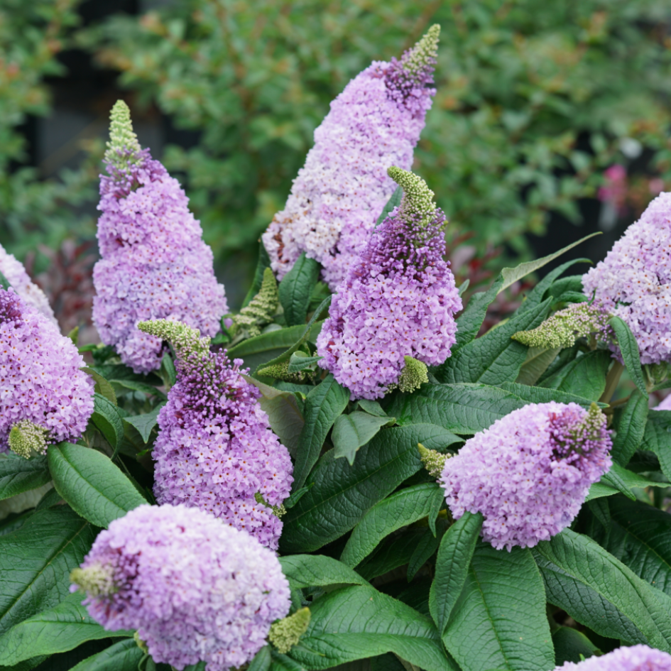 Pugster Amethyst butterfly bush covered in spiky purple flowers