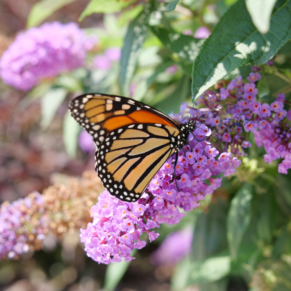 Pugster Amethyst butterfly bush covered in Monarch butterflies