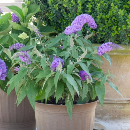 Pugster Amethyst butterfly bush planted in a container