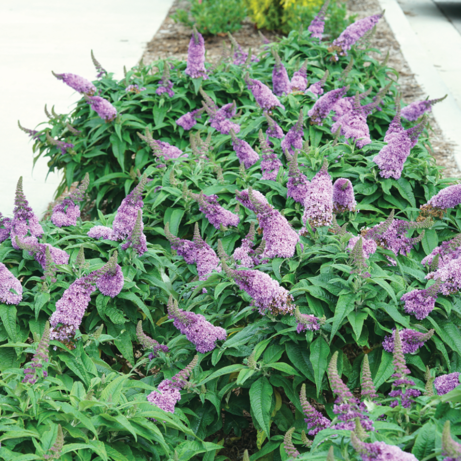 Two Pugster Amethyst butterfly bushes blooming in a sunny garden