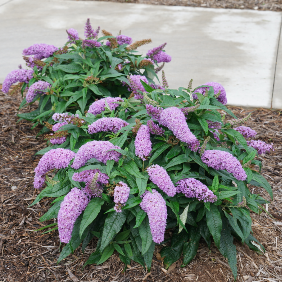 Two Pugster Amethyst butterfly bushes blooming in a sunny garden