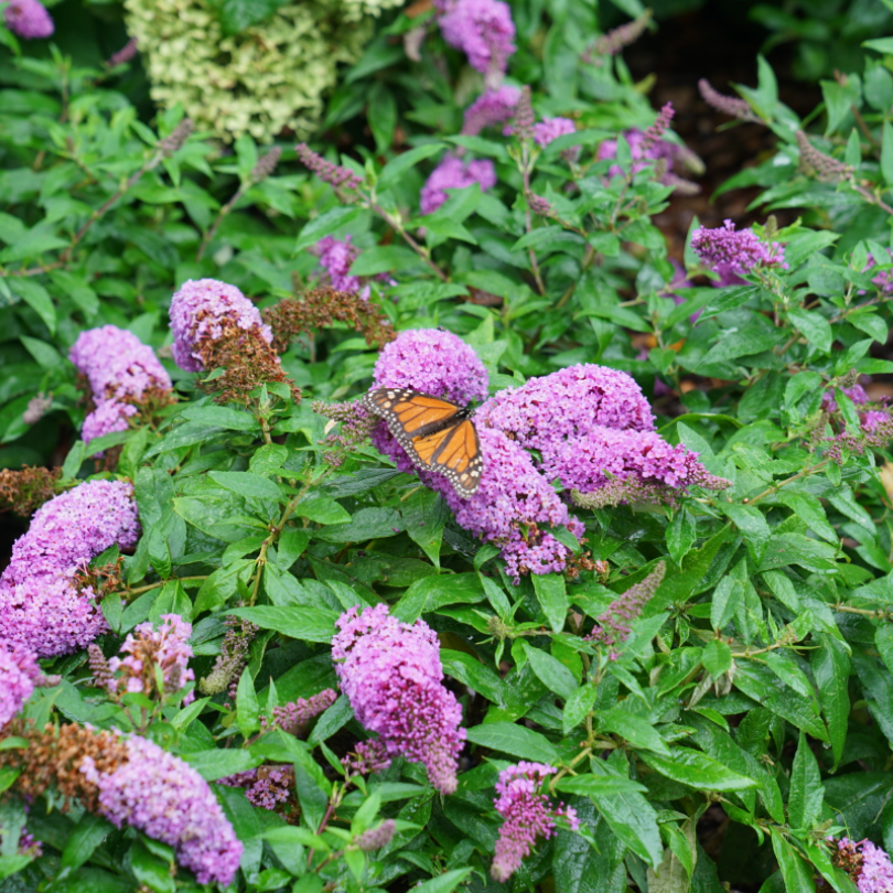 Buddleia Pugster Periwinkle has soft dusky violet blooms that attract Monarch butterflies
