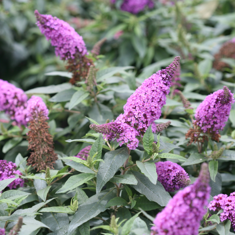 Buddleia Pugster Periwinkle has soft dusky violet blooms