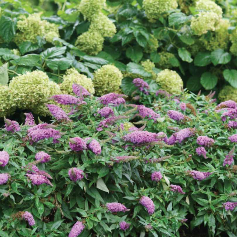 Buddleia Pugster Periwinkle with white hydrangeas in background