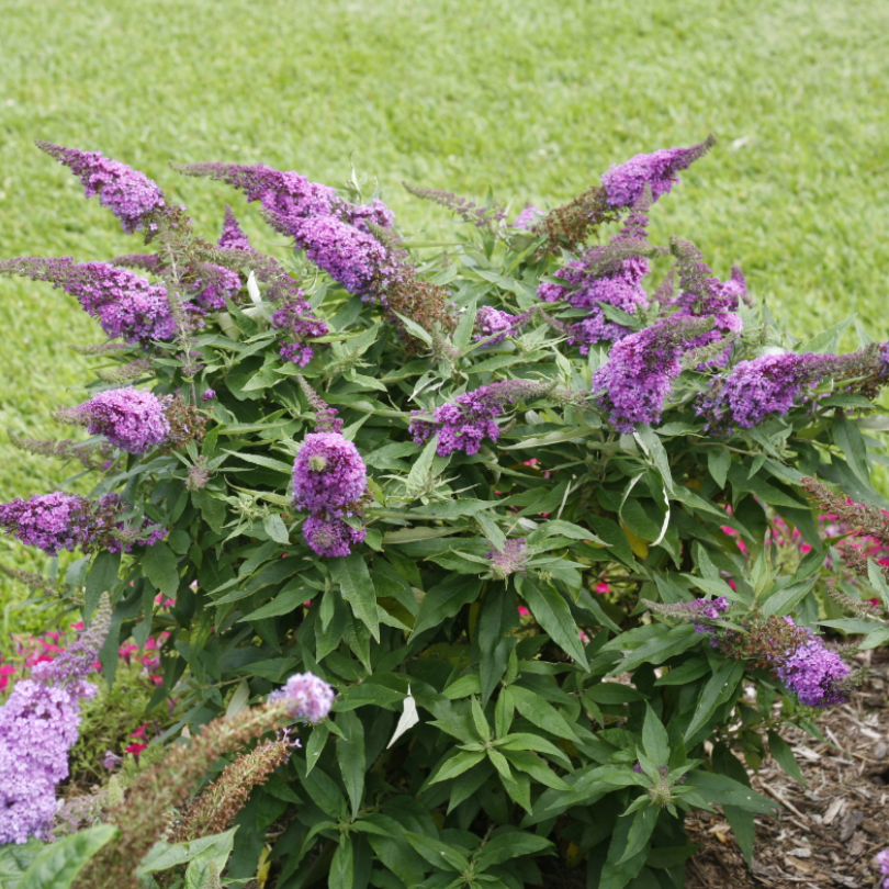 Buddleia Pugster Periwinkle has soft dusky violet blooms