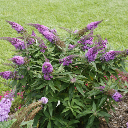 Buddleia Pugster Periwinkle has soft dusky violet blooms