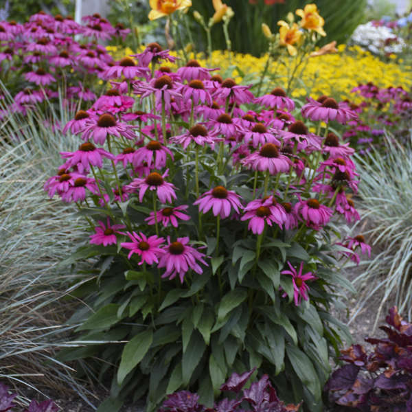 Purple Emperor coneflowers a native variety saturated with blooms in a tidy habit. 