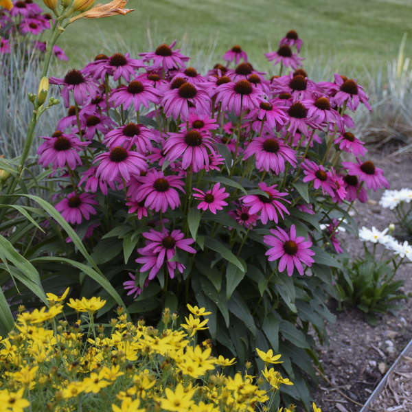 Purple Emperor coneflowers is sweet and fragrant and attractive to pollinators. 