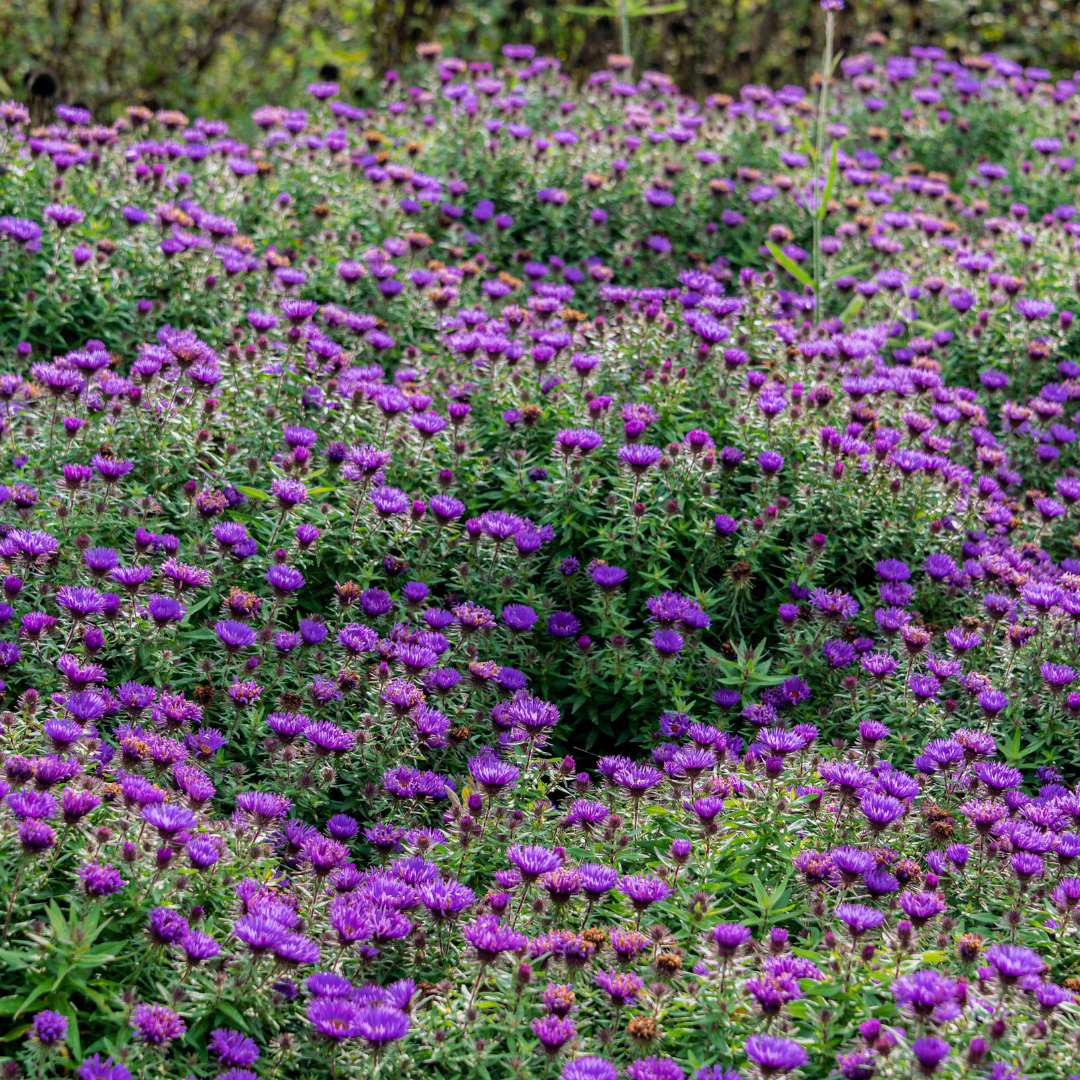 Field full of purple aster flowers