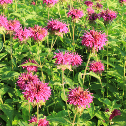 Vivid pink bee balm flowers in a sunny garden