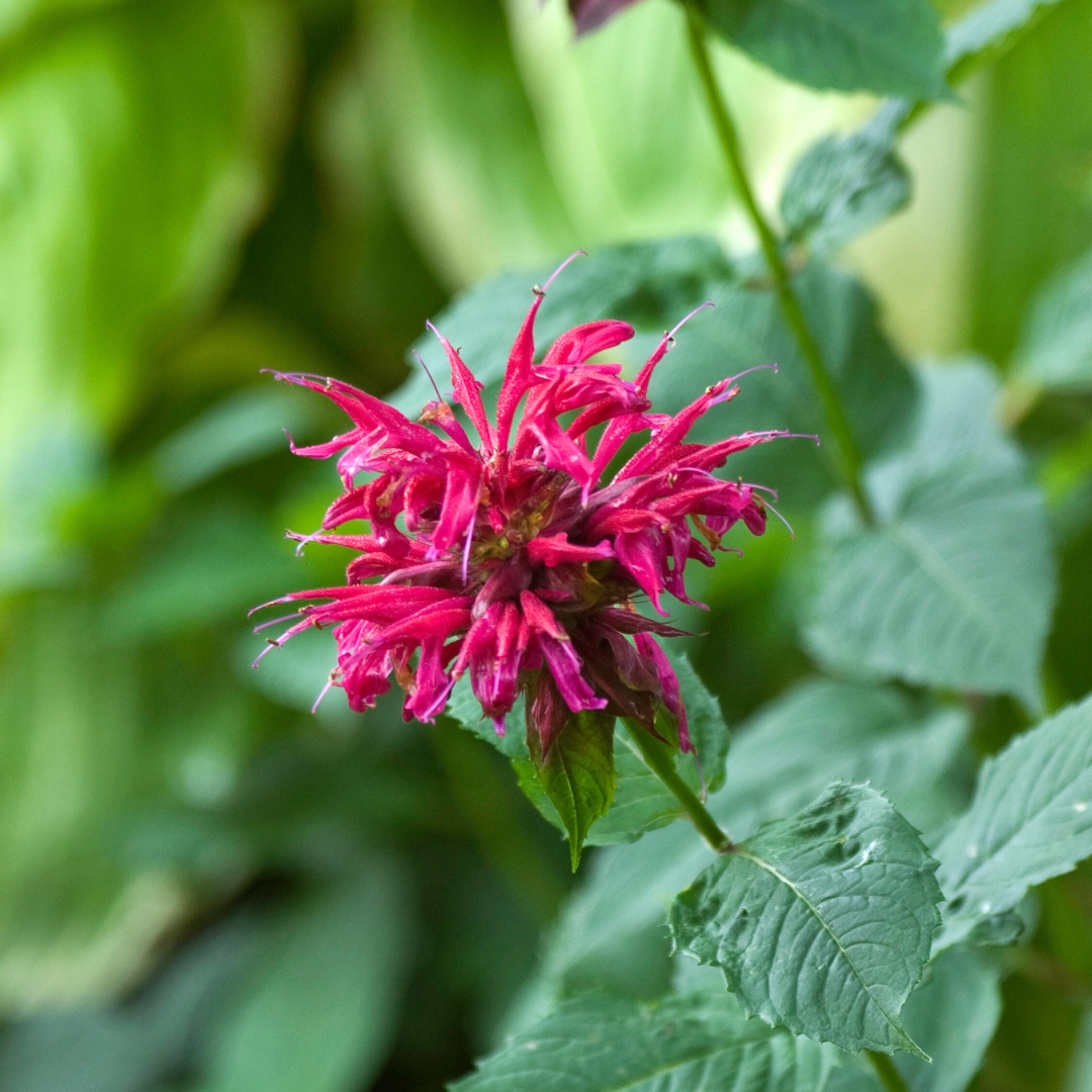 Up close image of vivid raspberry-colored bee balm flowers