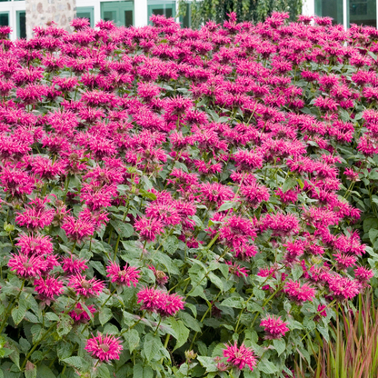 Perennial pathway filled with raspberry bee balm flowers