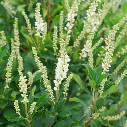White summersweet flower spikes among green leaves
