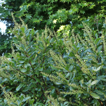 Summersweet covered in green flowers just before blooming