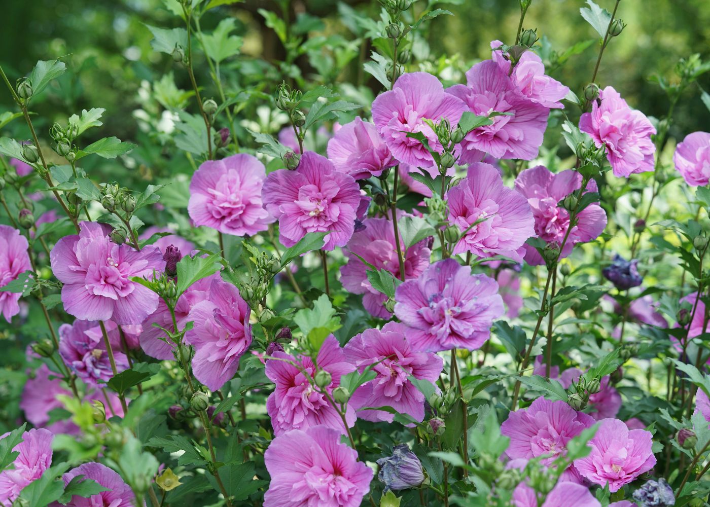 Pretty pink/purple rose of Sharon flowers blooming in the summer
