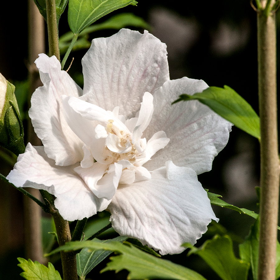 Close up image of rose of Sharon flowers