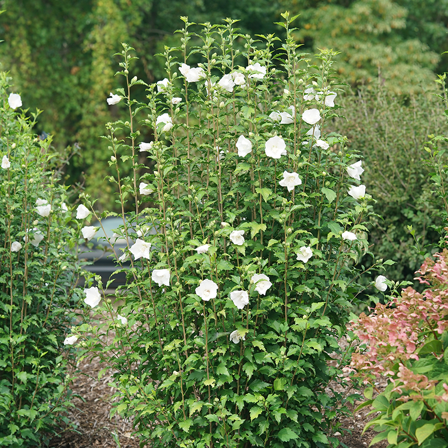 White rose of Sharon flowers in the garden