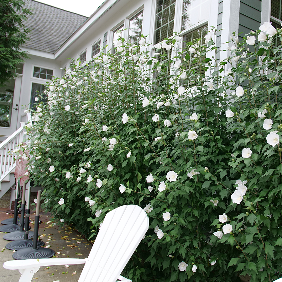 White rose of Sharon flowers lined against a house