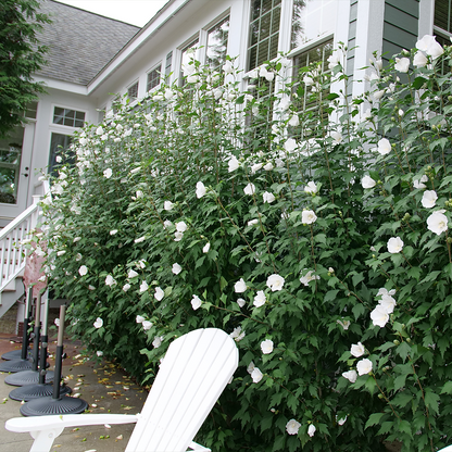 White rose of Sharon flowers lined against a house