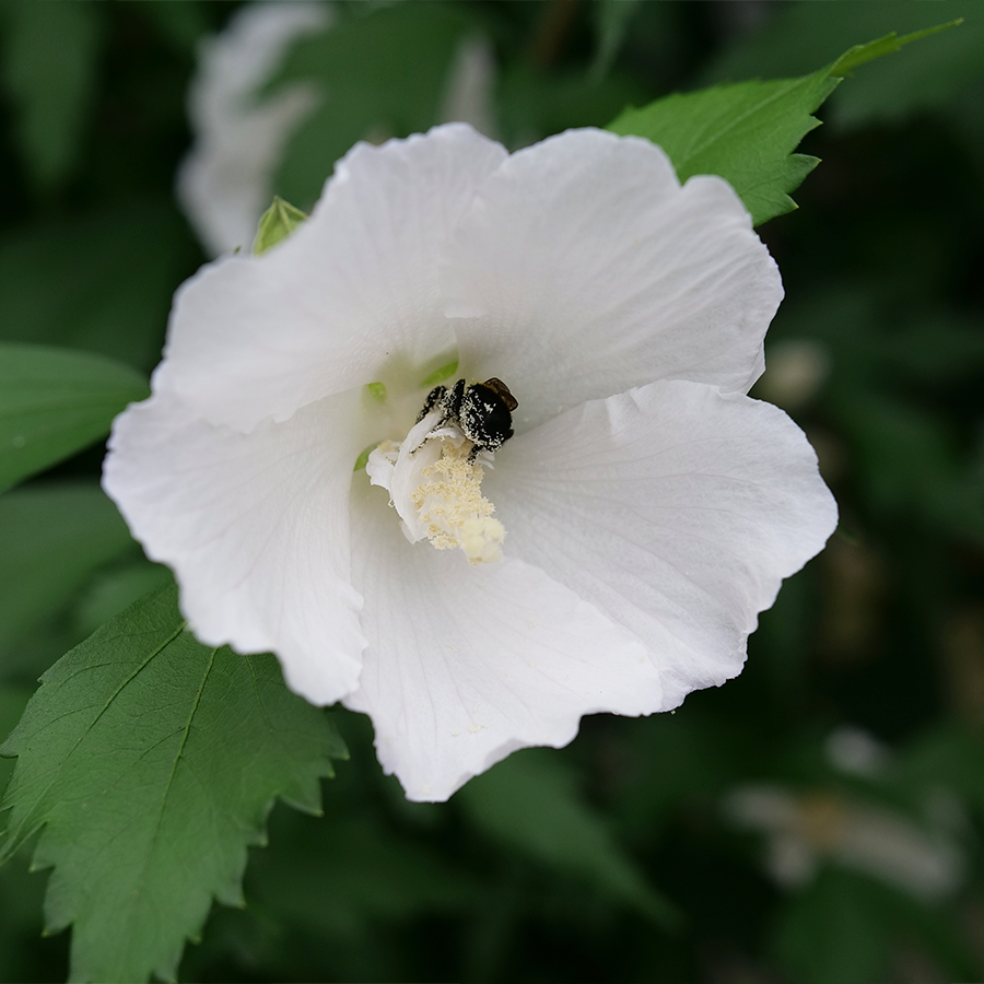 Close up image of bee feeding on white rose of Sharon flower