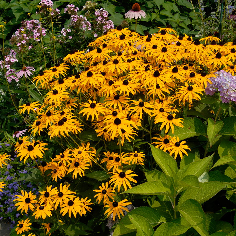 Cheery yellow rudbeckia flowers surrounded by coneflower