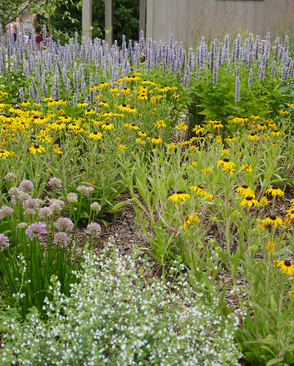 A lush pollinator garden filled with blue Agastache, Rudbeckia, Allium, and Calamint plants