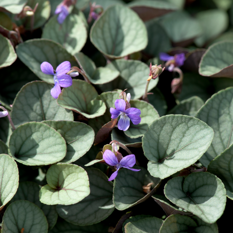 Shows the dense mat of attractive silver foliage and delicate violet flowers of &