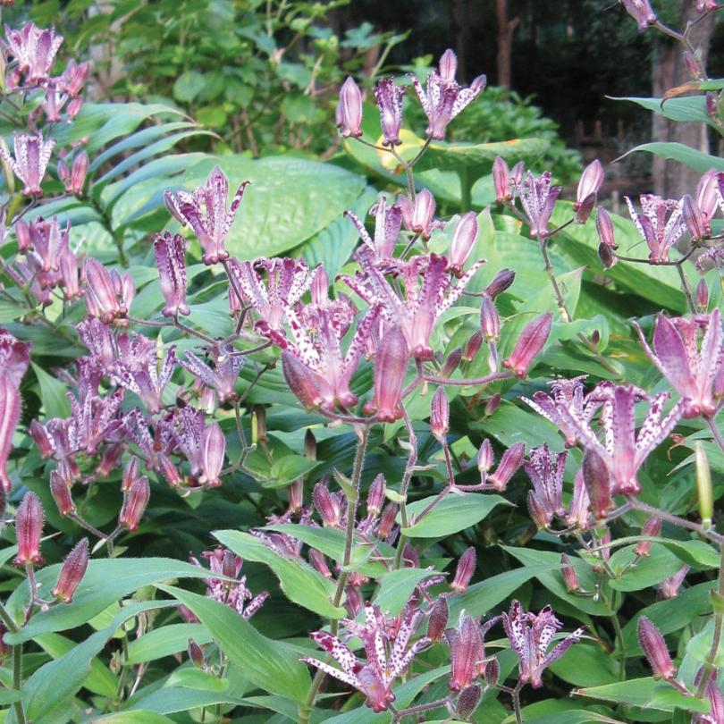 Purple flowers with green leaves in a natural setting