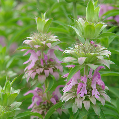 Close up image of purple spotted bee balm flowers