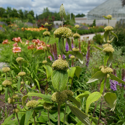 spotted bee balm seed heads