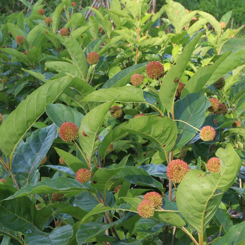Green leaves with red-brown spherical buds in a natural setting