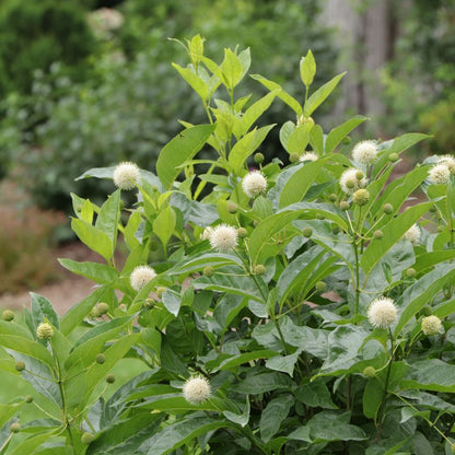 Sugar Shack® 2.0 buttonbush with white flowers in a garden setting