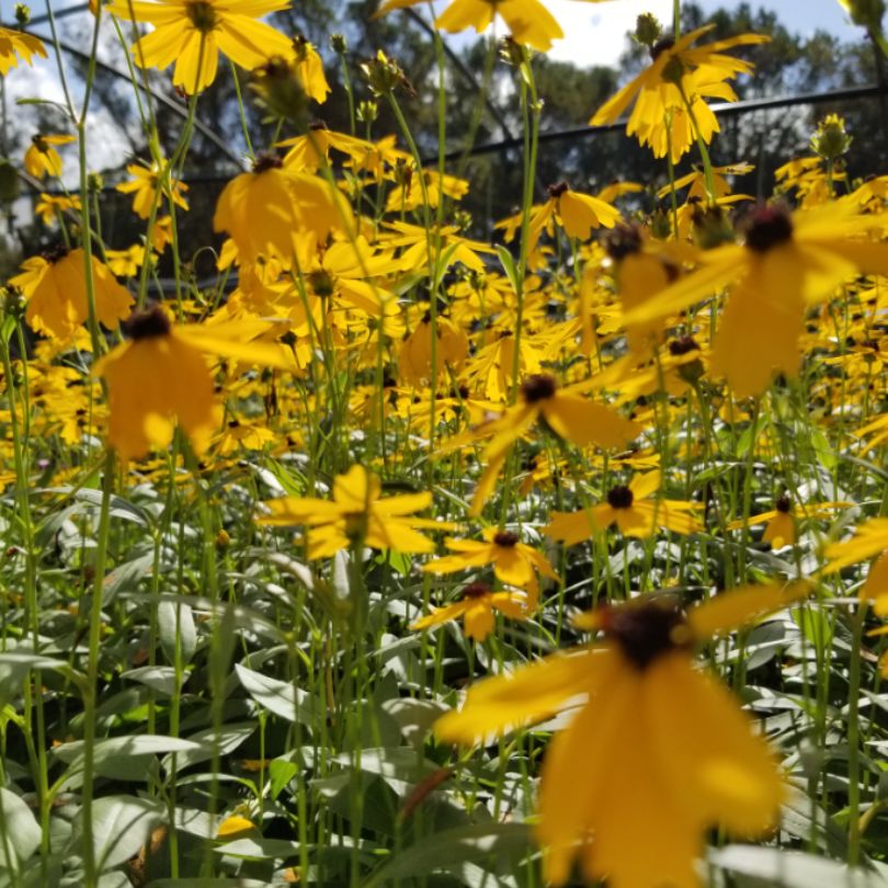 Close up of ‘Summer Sunshine’ Tickseed&